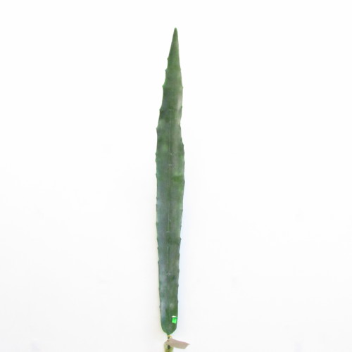 лист агавы